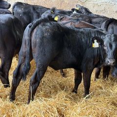 31 Properly Well Fed Calves