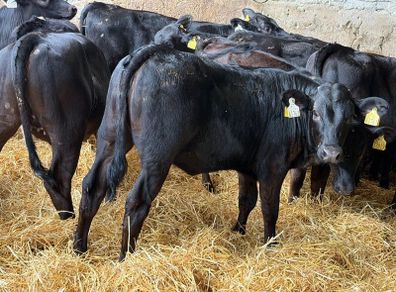 31 Properly Well Fed Calves