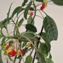 flowers parrots impatiens Image 2