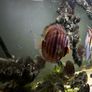 South American aquarium Image 6