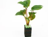 Aqua Nova Artificial Plant 25cm BE2509