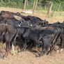 Aberdeen Angus Weanling Bulls Image 10