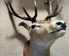 Deer head wall mounted Fallow Stag