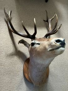 Deer head wall mounted Fallow Stag