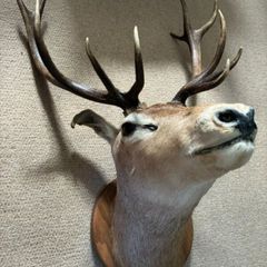 Deer head wall mounted Fallow Stag
