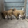 Shrophshire Ram and Shropshire Ram Lambs Image 9