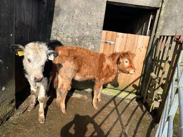 Weanling heifers