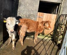 Weanling heifers