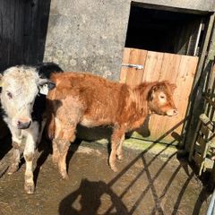 Weanling heifers