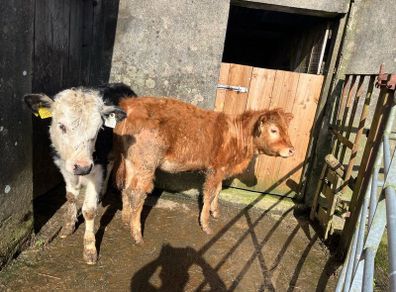 Weanling heifers