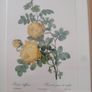 Framed Tripl Photo Of Roses Prints Image 4