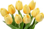 10 Artificial Tulips