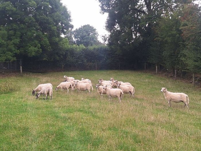 Easycare x Lanark ewes Tullow Mart today