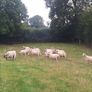Easycare x Lanark ewes Tullow Mart today Image 5
