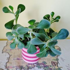 Succulent (Crassula)