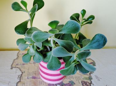 Succulent (Crassula)