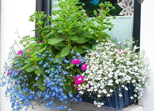 (L) Lobelia Cascade White seeds 0.1g (415045)