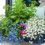 (L) Lobelia Cascade White seeds 0.1g (415045) Image 3