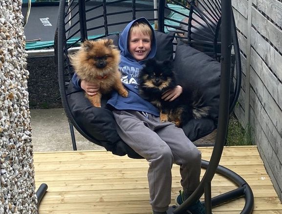 Dog home boarding