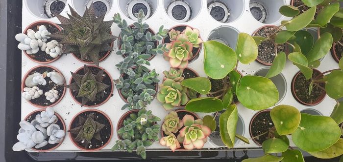 PICKLE PLANT (Delosperma echinatum)