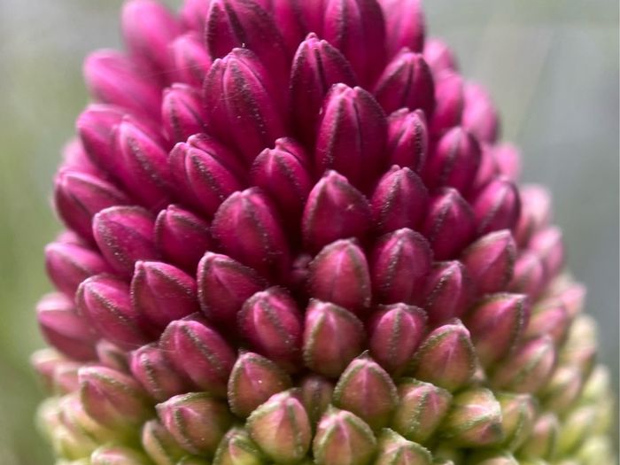 Various original macro nature photos on foam tiles