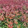 Laurel Hedging 4ft in 5 litre pot 5 euro Image 6