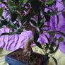 Ficus bonsai Image 3