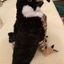Eagle soft toy from Teddy Mountain Image 4