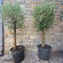Olive tree, extra large 45cm pot / only 1 available Image 10