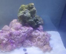 Marine Tank Live Rock (saltwater)