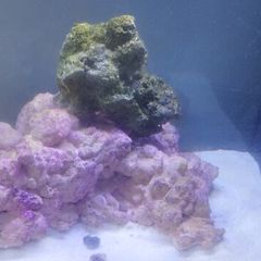 Marine Tank Live Rock (saltwater)