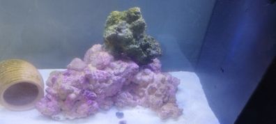 Marine Tank Live Rock (saltwater)