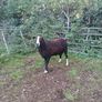 Purebred Registered Zwarble Ram Image 6