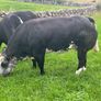 In Calf Heifers Sept 26th Ballinasloe Mart Image 4