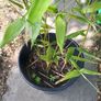 Phyllostachys bissetii Bamboo Image 2