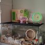 Large Reptile Glass Cage with all equipment Image 4