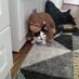 gatilloloco
