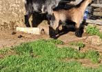pygmy  goats purebred