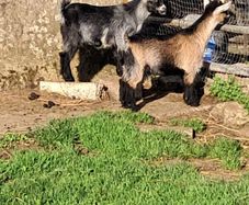 pygmy  goats purebred