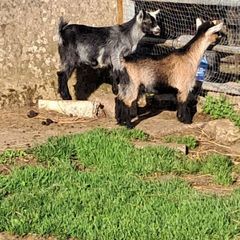 pygmy  goats purebred