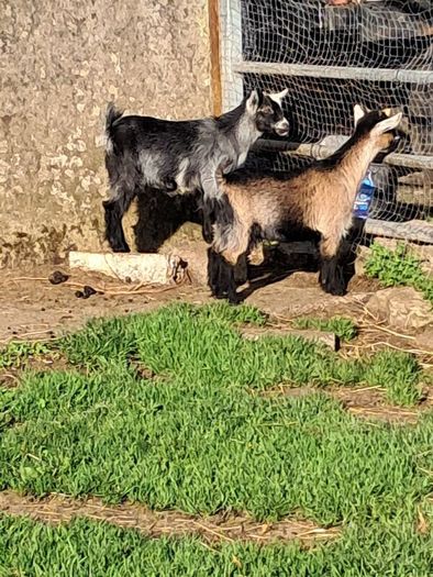 pygmy  goats purebred