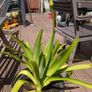 Agapanthus plant Image 3
