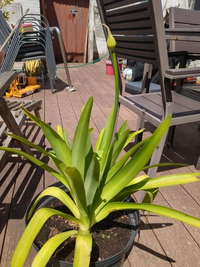 Agapanthus plant