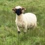 Pb reg valais blacknose ram Image 2