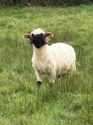 Pb reg valais blacknose ram