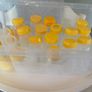 Breastfeeding / Expressing Storage Containers Image 4