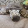 Turtle Teddy Bear Image 2