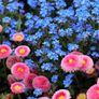 (D) Large Flowered Daisy Pink 0.1g (447064) Image 3