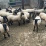 Speckled hoggets Image 9