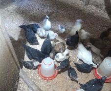 poultry